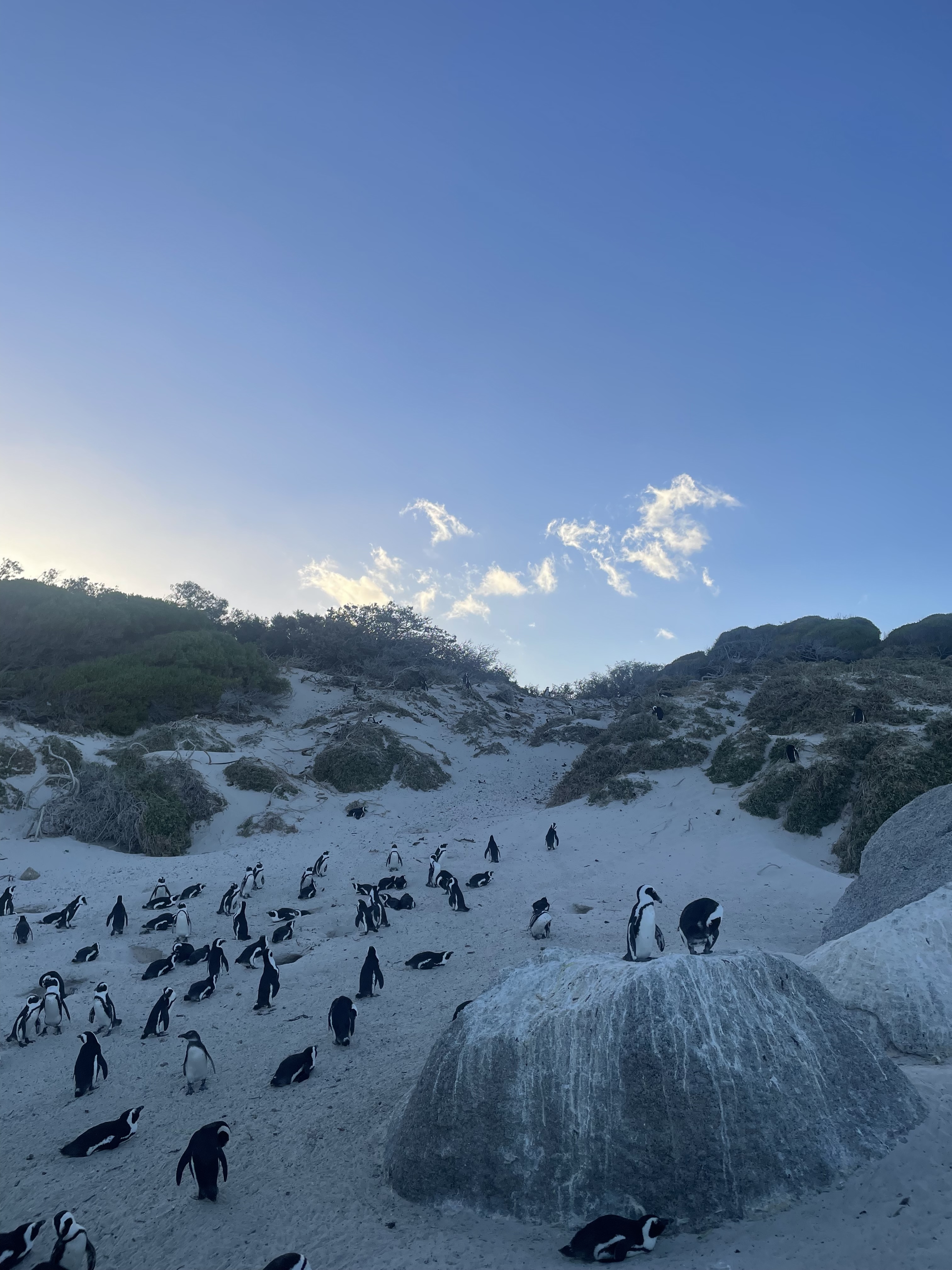 penguins